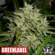Green Label Seeds AK Widow 47